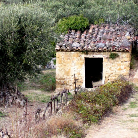 Cabanon-in-an-olive-grove