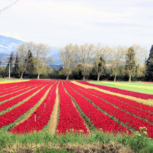 Mt. Ventoux provides a backdrop for colorful tulip fields during Spring in Provence