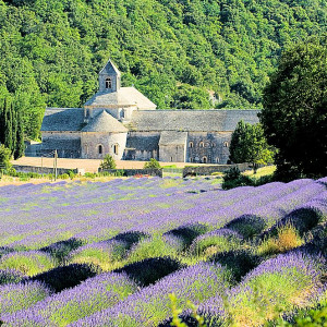 Provence - Abbaye de la Senanque - across the lavender field