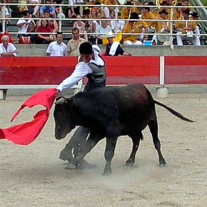 The Courses Camarguaises - Provence's version of bullfights at the arena in Arles