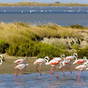 A flock of Flamingoes makes a colorful sight against the blue water of the Rhone Delta in the Camargue
