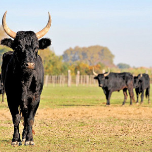 Portrait of a pure bred Camargue bull in a field 