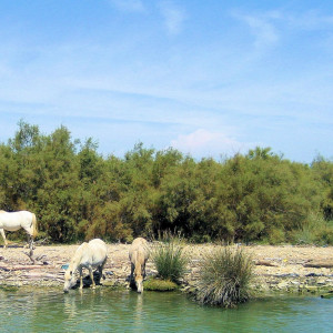 White Horses are seen throughout the Camargue