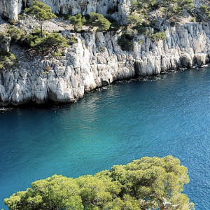 Provence - Cassis -Tree hanging onto cliff at Calanque d'en Vau, between Marseille and Cassis, Provence, France