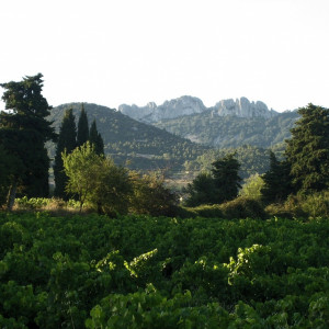 Looking across the vineyards in Sablet to the  Dentelles de Montmirial 
