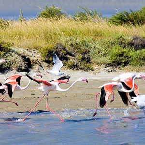 Beautiful Flamingos at the Parc Regional de Camargue