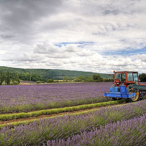 Provence - Lavender Harvest - machine harvesting