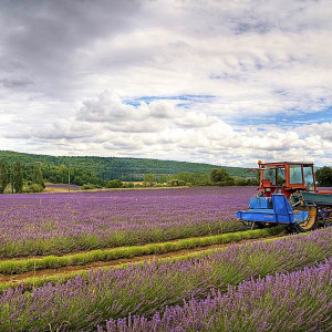 Provence - Lavender Harvest