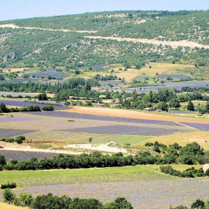 Provence - Sault -  lavender fields surrounding the village