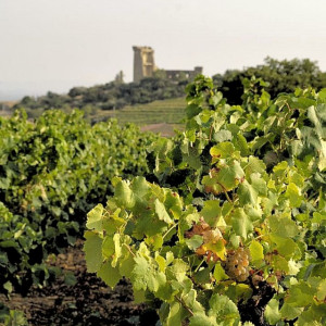 Provence _ Chateauneuf du Pape - vineyards