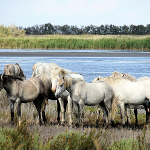 White Horses from Camargue in Provence, France.