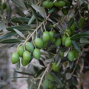 Olives on the tree in the courtyard at Maison des Pelerins in Sablet by Margaret Dennis
