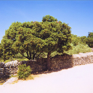 Dry Stone walls on the road to the village of the Bories near Gordes