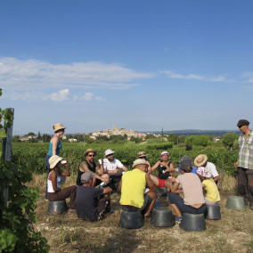 persons picking grapes
