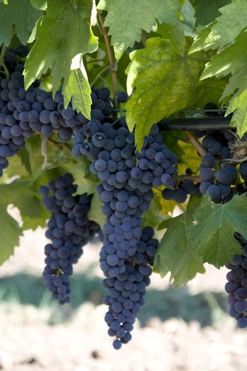 Black Grapes ready for the harvest
